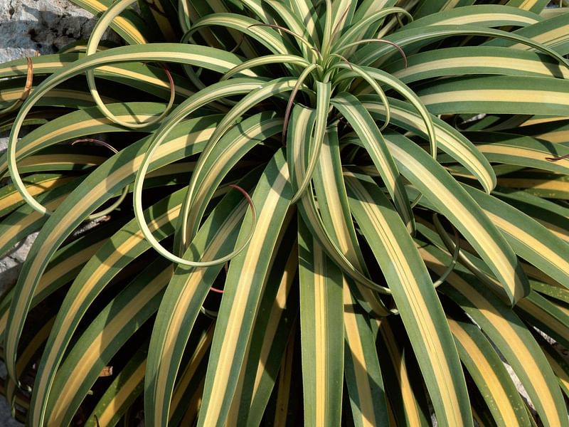 Agave Bracteosa | Agave | Agavaceae