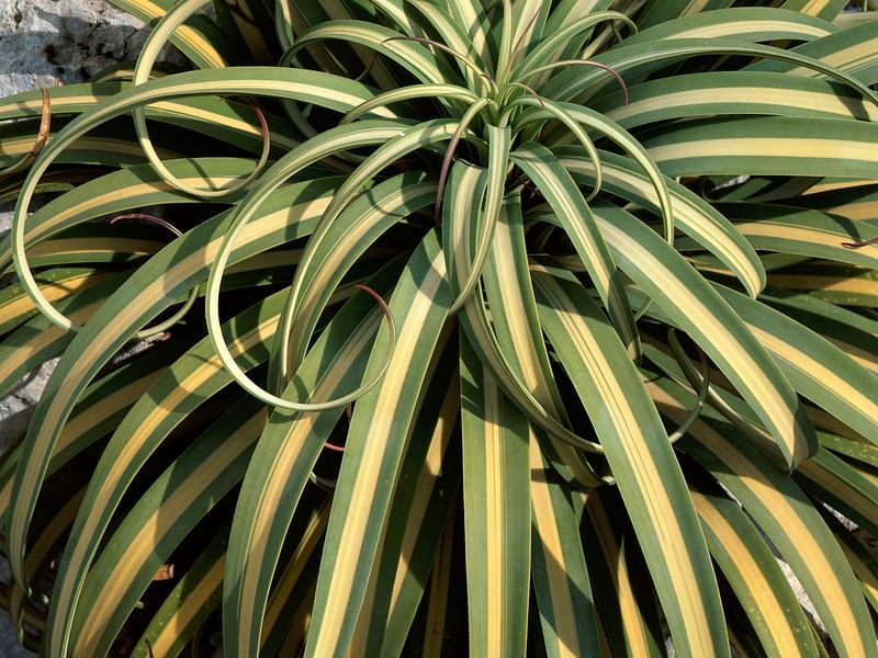 Agave Bracteosa | Agave | Agavaceae