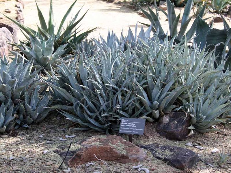 Agave Cerulata Var. Subcerulata | Agave | Agavaceae