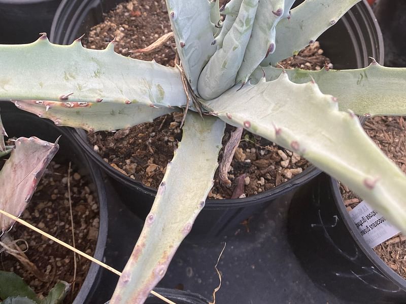 Agave Cerulata Var. Subcerulata | Agave | Agavaceae