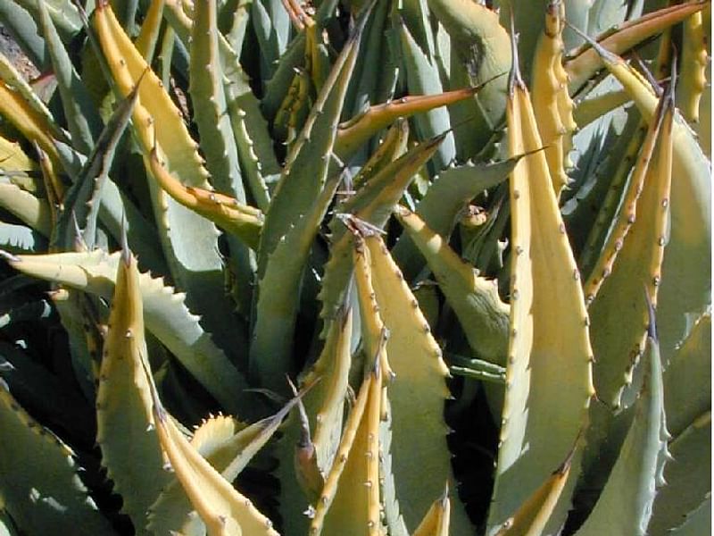 Agave Cerulata Var. Subcerulata | Agave | Agavaceae