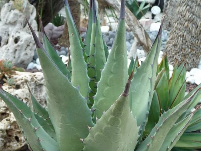 Agave Cerulata Var. Subcerulata | Agave | Agavaceae
