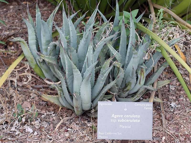 Agave Cerulata Var. Subcerulata | Agave | Agavaceae