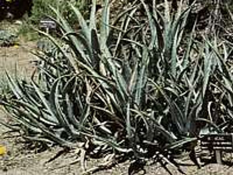 Agave Cerulata Var. Subcerulata | Agave | Agavaceae