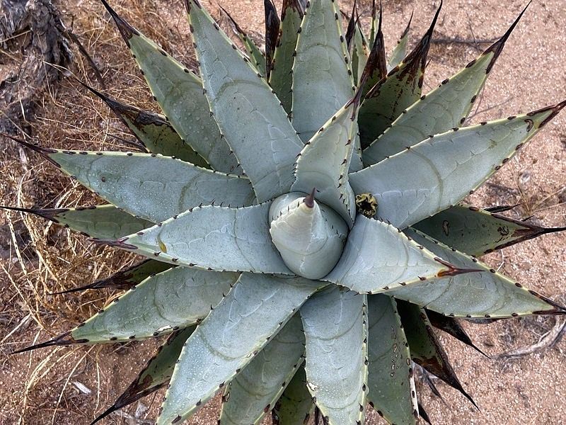 Agave Cerulata Var. Subcerulata | Agave | Agavaceae