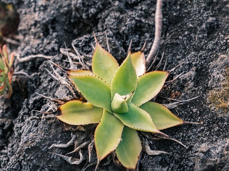 Agave Chiapensis | Agave | Agavaceae