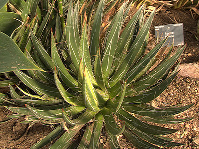 Agave Desmetiana Variegata - Photo: Michael Thau 2015 | Agave | Agavaceae