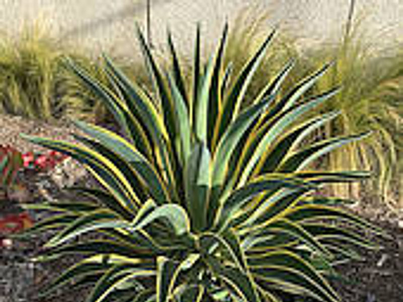 Agave Desmetiana Variegata - Photo: Michael Thau 2015 | Agave | Agavaceae
