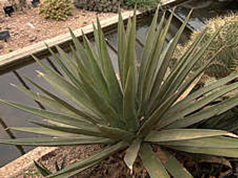 Agave Desmetiana Variegata - Photo: Michael Thau 2015 | Agave | Agavaceae