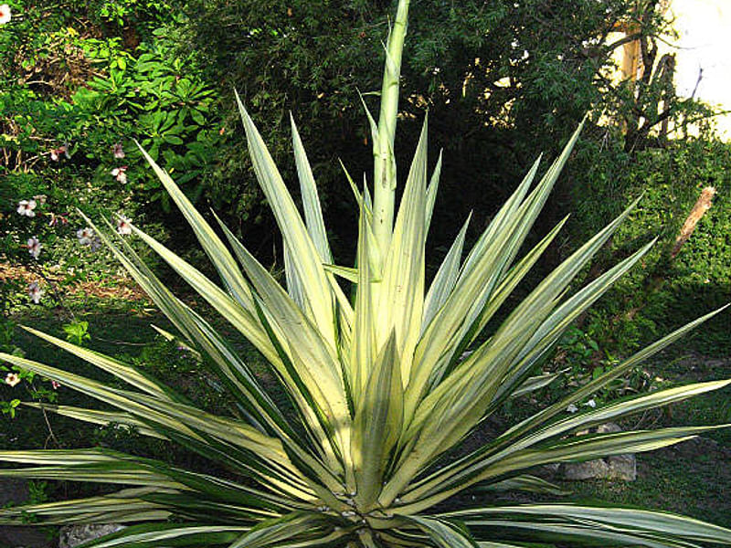 Agave Desmetiana Variegata - Photo: Michael Thau 2015 | Agave | Agavaceae