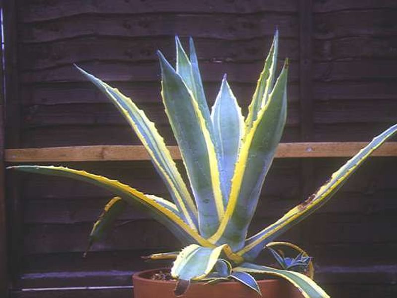 Agave Desmetiana Variegata - Photo: Michael Thau 2015 | Agave | Agavaceae
