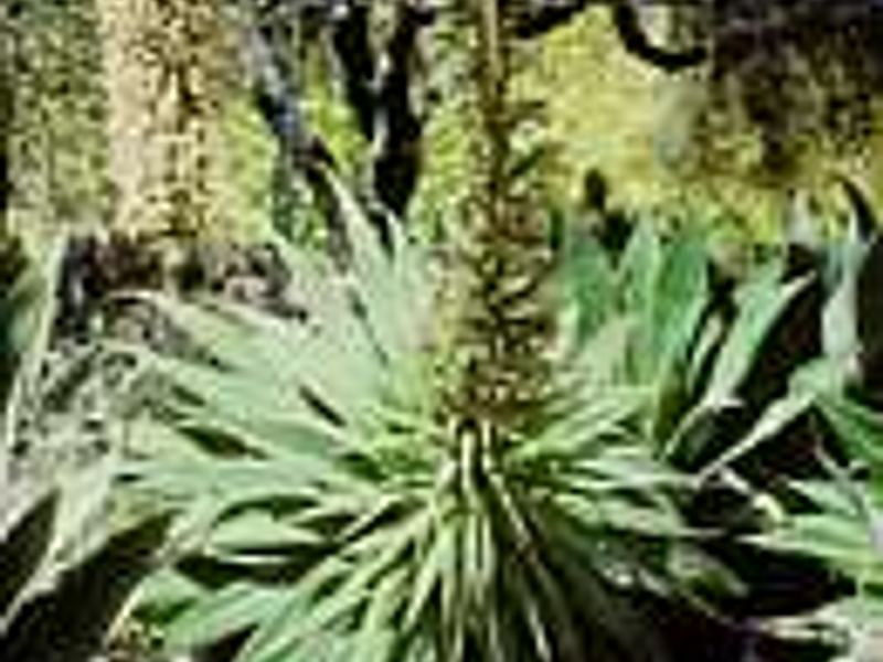 Agave Desmetiana Variegata - Photo: Michael Thau 2015 | Agave | Agavaceae