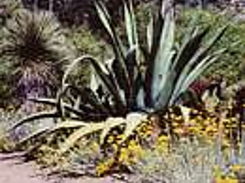 Agave Desmetiana Variegata - Photo: Michael Thau 2015 | Agave | Agavaceae
