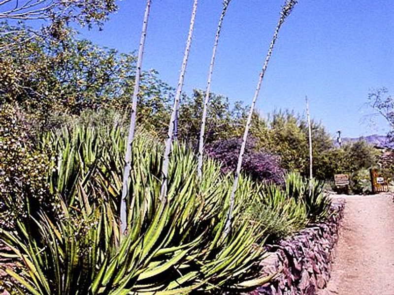 Agave Desmetiana Variegata - Photo: Michael Thau 2015 | Agave | Agavaceae