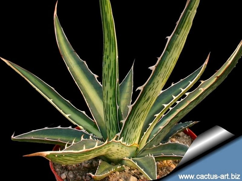 Agave Difformis | Agave | Agavaceae