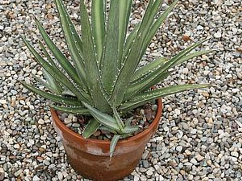 Agave Difformis | Agave | Agavaceae