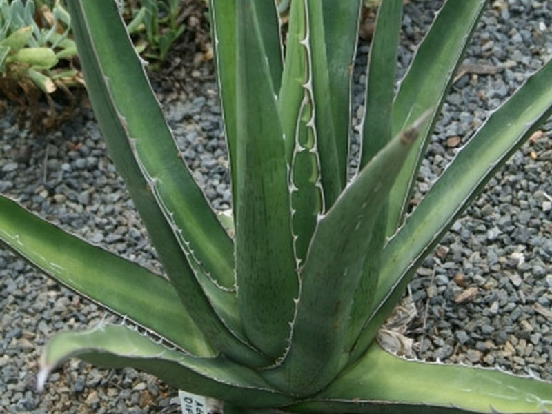 Agave Difformis | Agave | Agavaceae