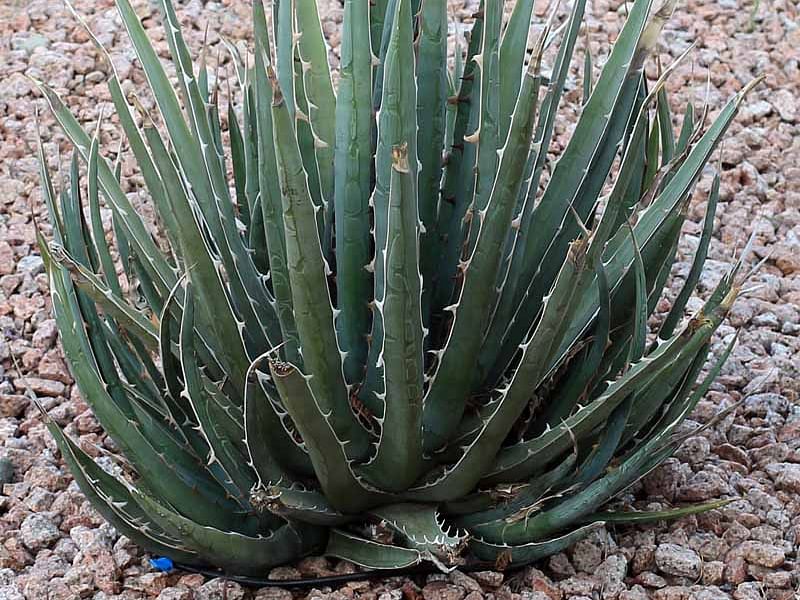 Agave Difformis | Agave | Agavaceae