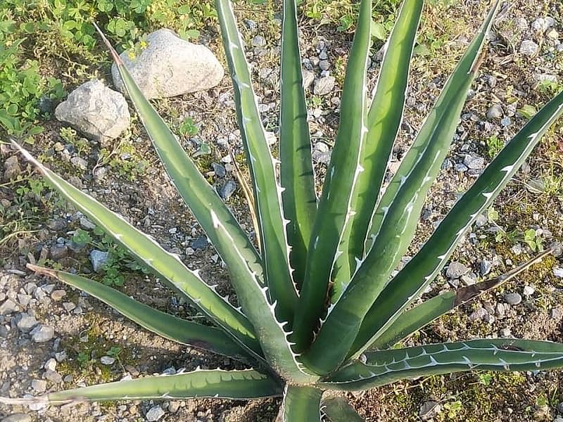 Agave Difformis | Agave | Agavaceae