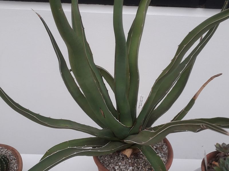 Agave Difformis | Agave | Agavaceae