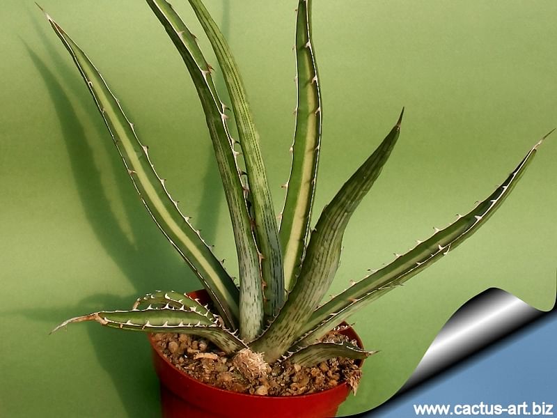 Agave Difformis | Agave | Agavaceae
