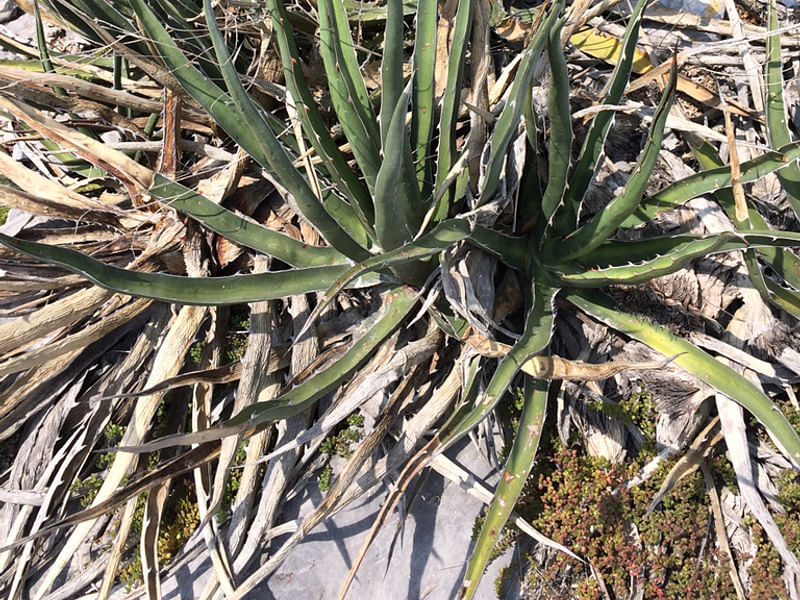 Agave Difformis | Agave | Agavaceae
