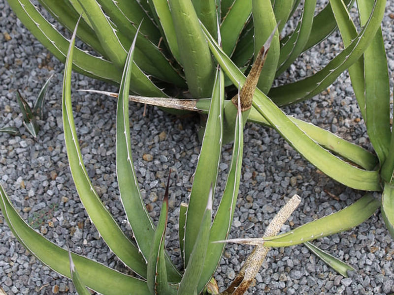 Agave Difformis | Agave | Agavaceae