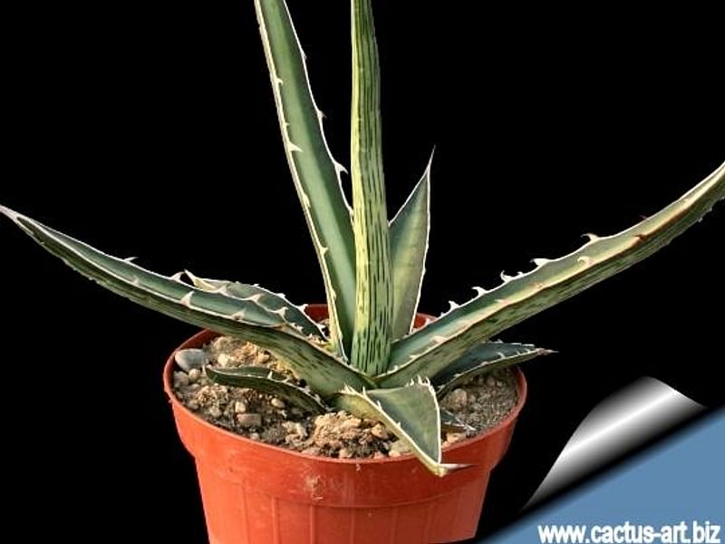 Agave Difformis | Agave | Agavaceae