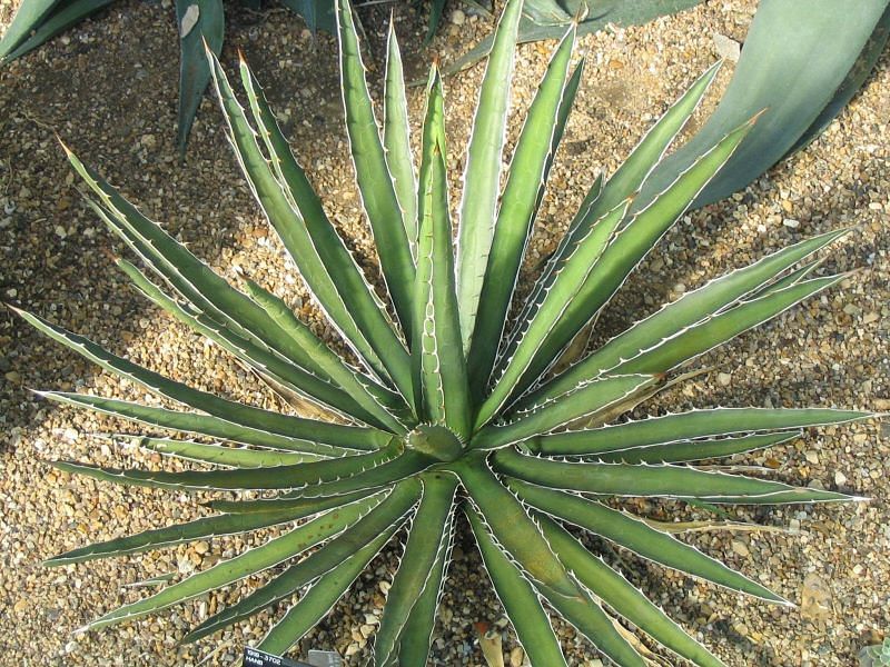 Agave Difformis | Agave | Agavaceae