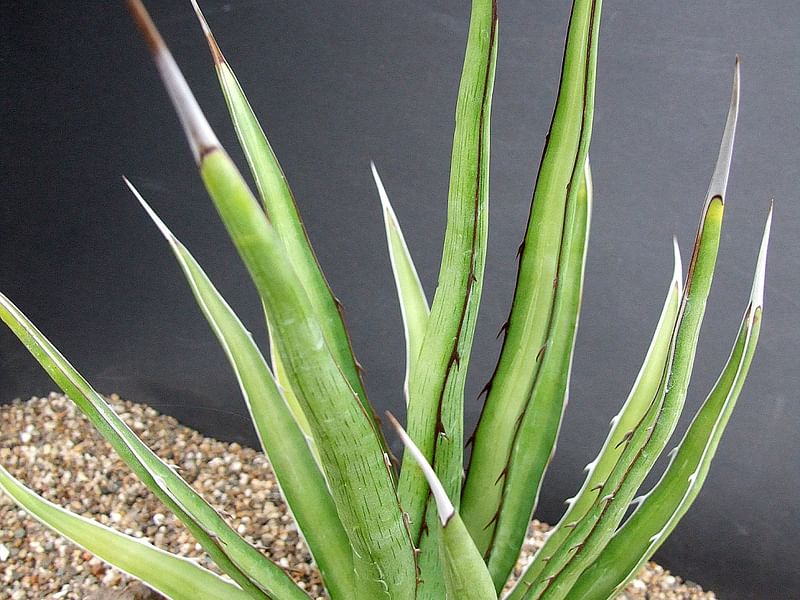 Agave Difformis | Agave | Agavaceae
