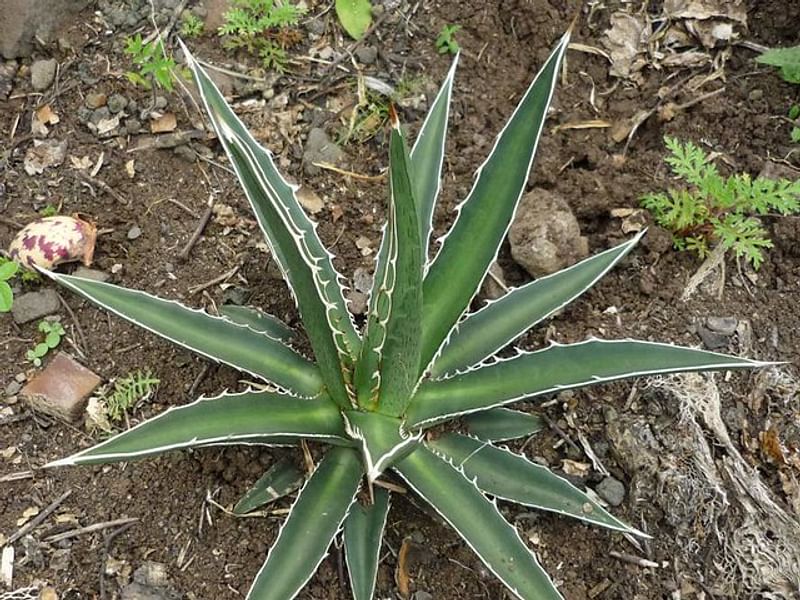 Agave Difformis | Agave | Agavaceae