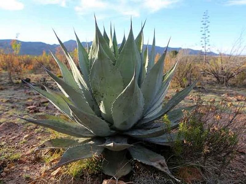 Agave Durangensis | Agave | Agavaceae