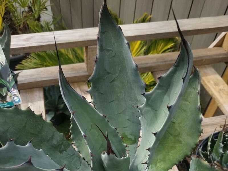 Agave Durangensis | Agave | Agavaceae