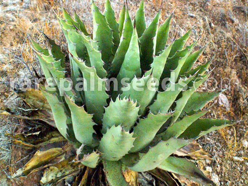 Agave Durangensis | Agave | Agavaceae