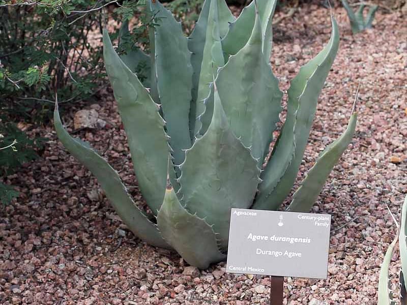 Agave Durangensis | Agave | Agavaceae