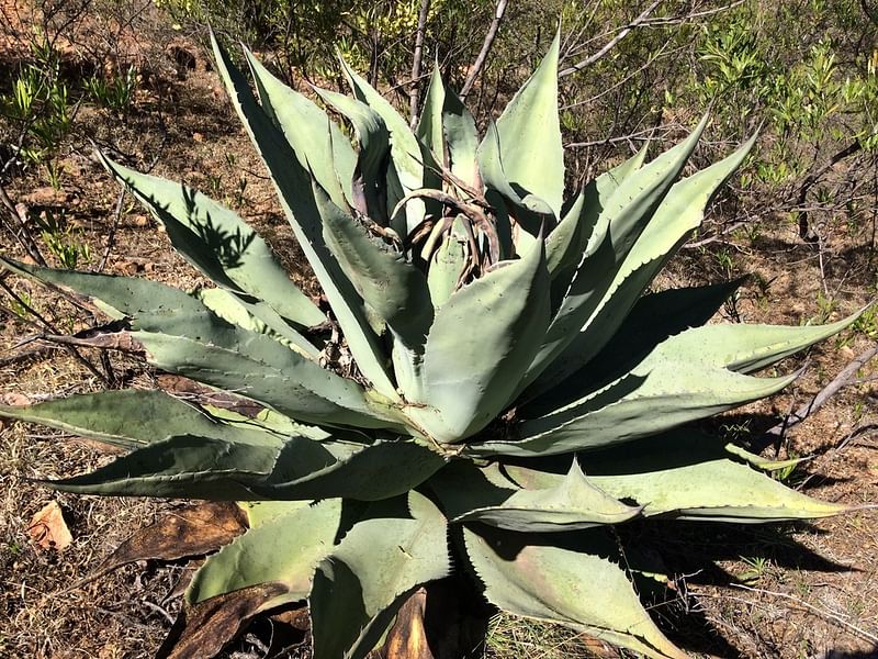 Agave Durangensis | Agave | Agavaceae
