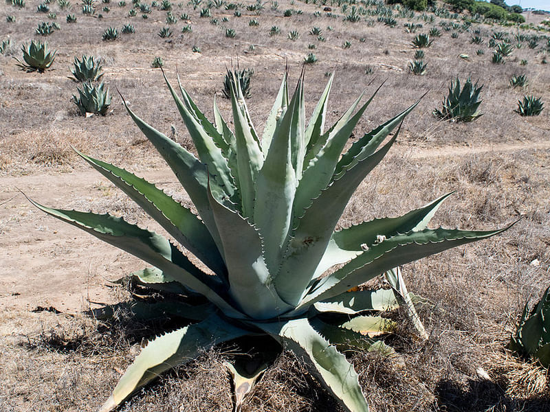 Agave Durangensis | Agave | Agavaceae