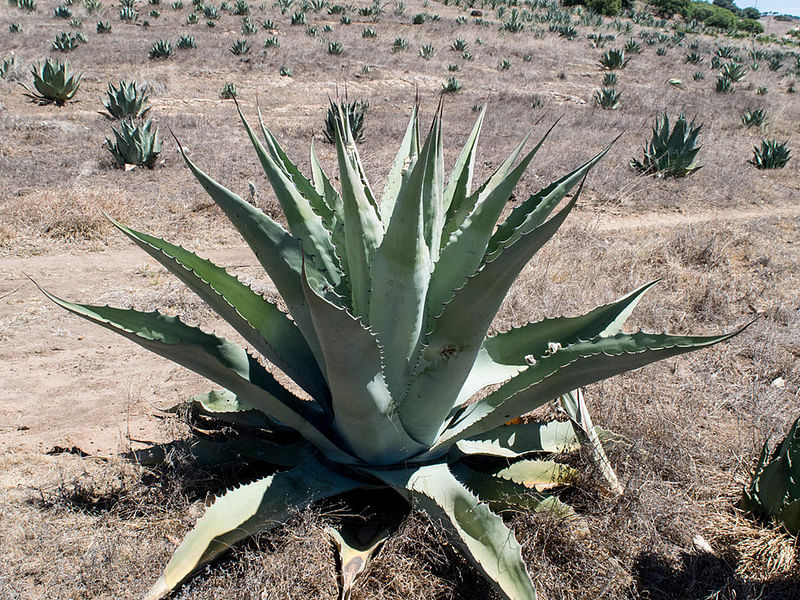 Agave Durangensis | Agave | Agavaceae