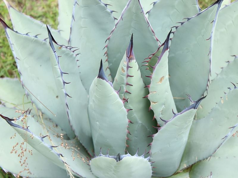 Agave Durangensis | Agave | Agavaceae