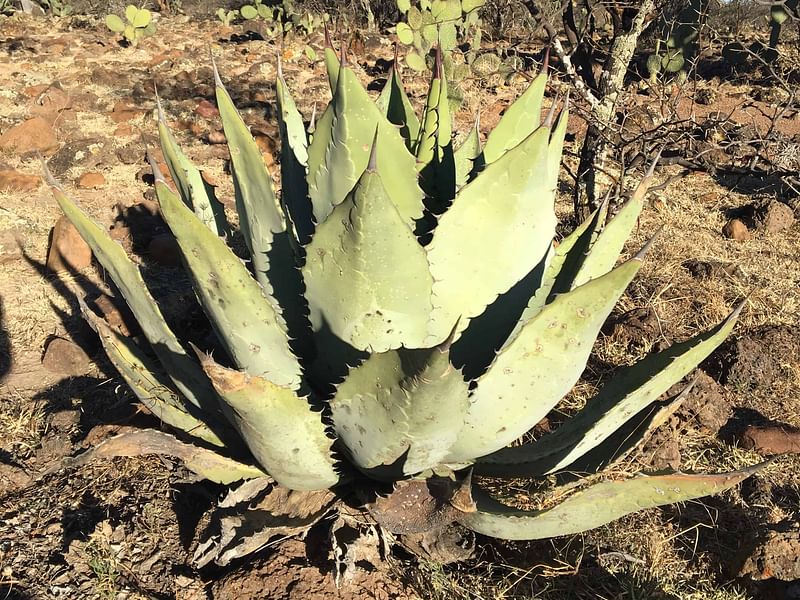 Agave Durangensis | Agave | Agavaceae