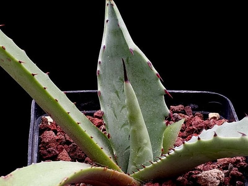 Agave Durangensis | Agave | Agavaceae