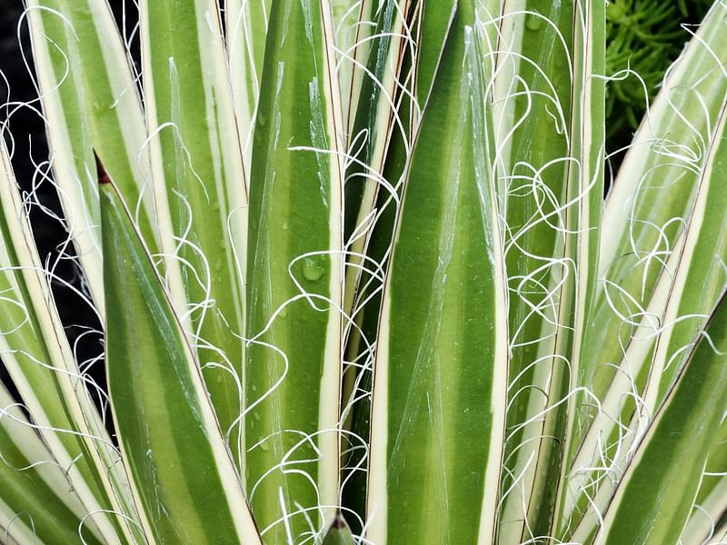 Agave Filifera | Agave | Agavaceae