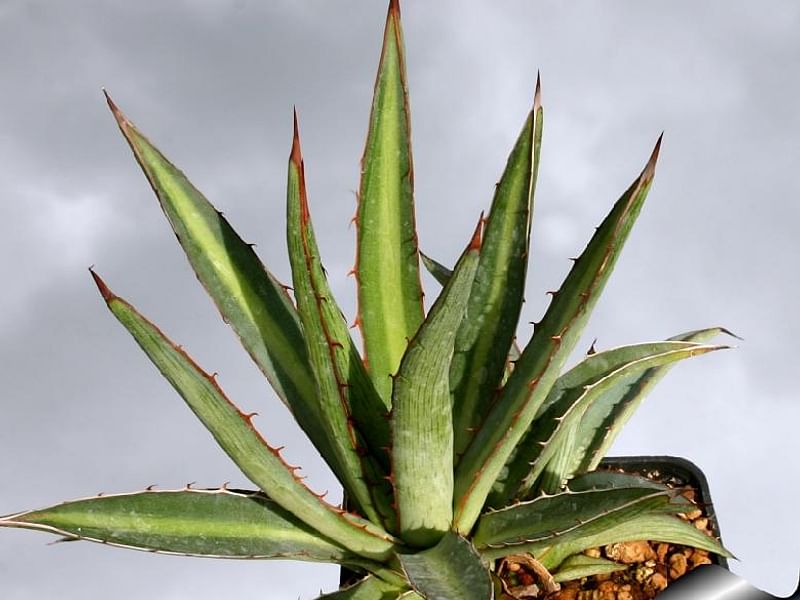 Agave Funkiana | Agave | Agavaceae