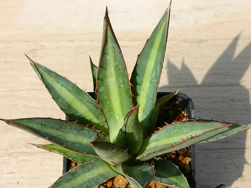 Agave Funkiana | Agave | Agavaceae