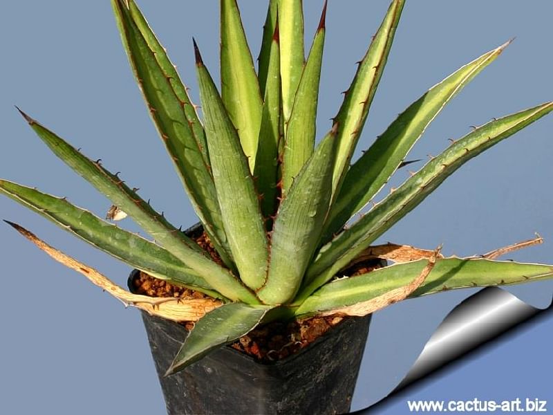 Agave Funkiana | Agave | Agavaceae