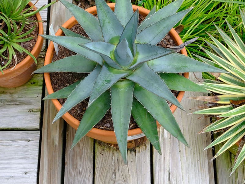Agave Funkiana | Agave | Agavaceae