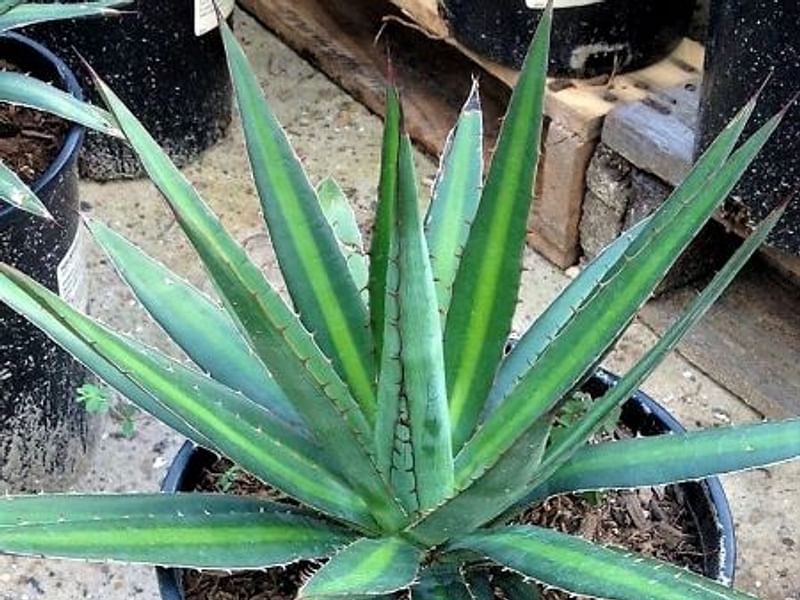 Agave Funkiana | Agave | Agavaceae