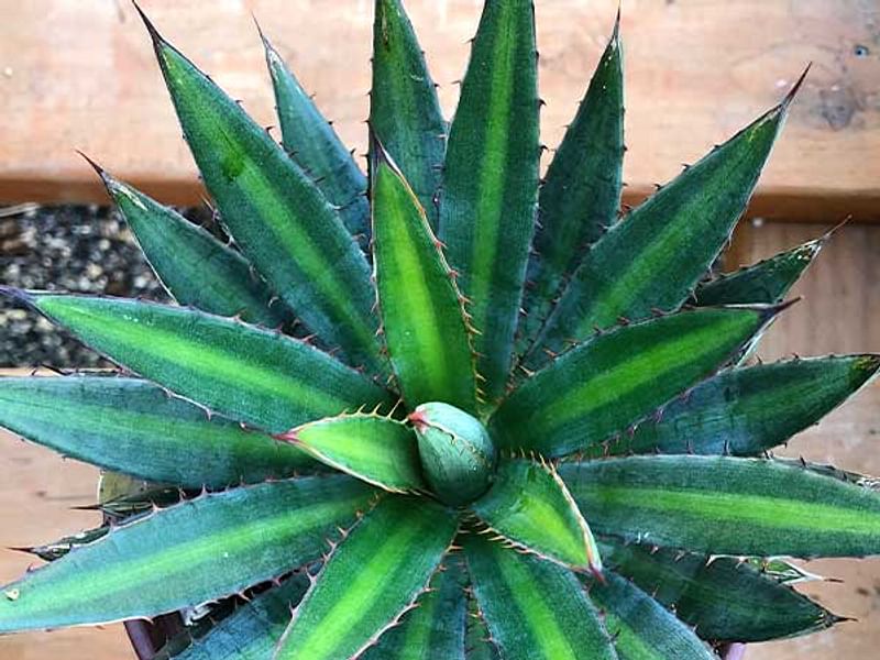 Agave Funkiana | Agave | Agavaceae
