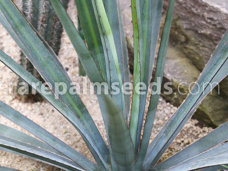 Agave Funkiana | Agave | Agavaceae