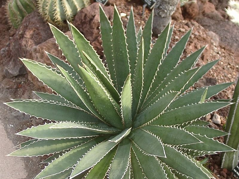 Agave Funkiana | Agave | Agavaceae